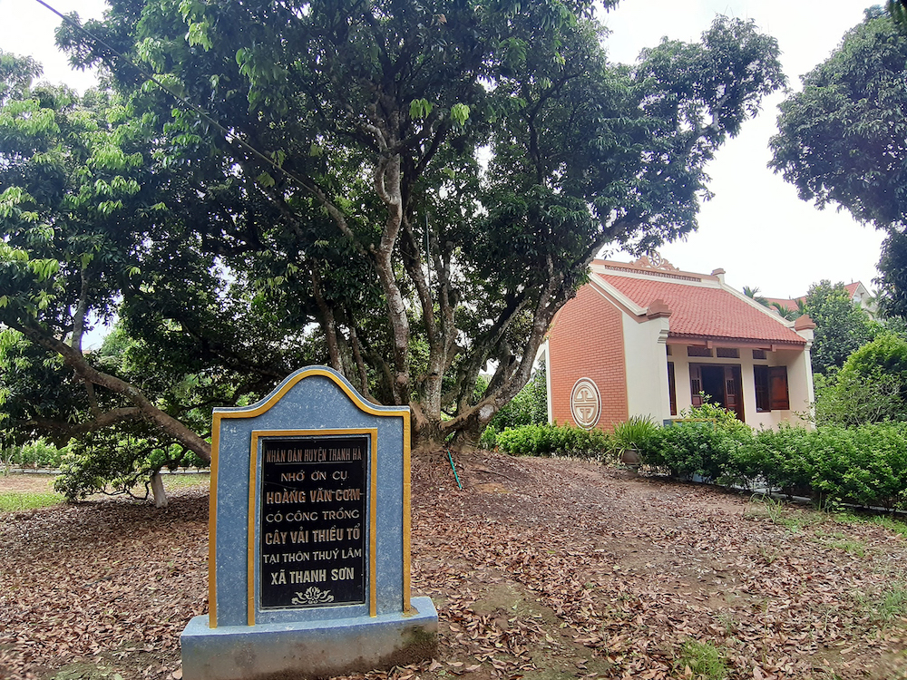 Cây vải tổ xác lập kỷ lục "Cây vải thiều lâu năm nhất Việt Nam"